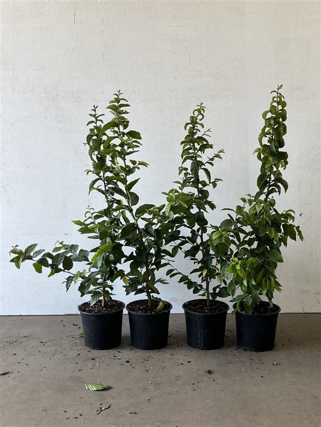 Carpinus betulus - C2 40-60 CM